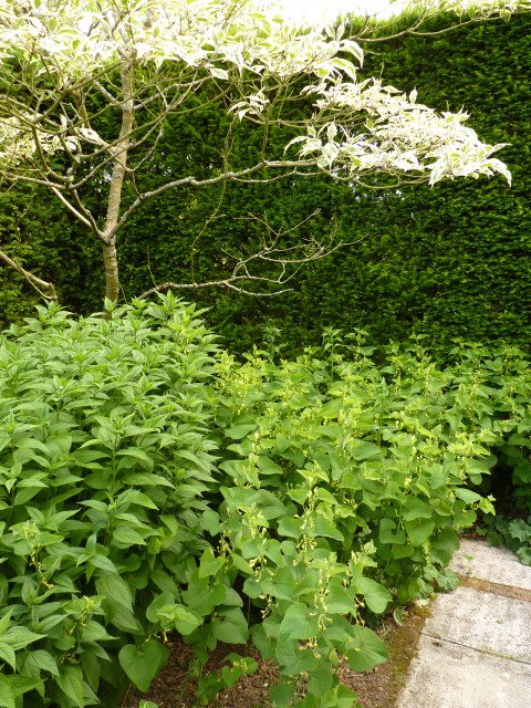 Aristolochia clematitis et Cornus alternifolia
